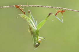 Thêm yêu và trân quý sự sống qua những tấm ảnh macro