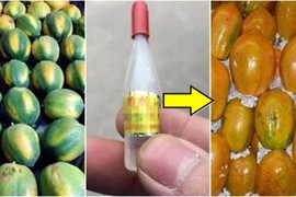 Mẹo phân biệt đu đủ chín thuốc và chín tự nhiên