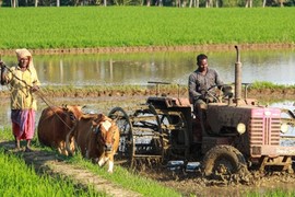 Tin lời hàng xóm, người đàn ông suýt bỏ mạng chỉ vì bọ chét 