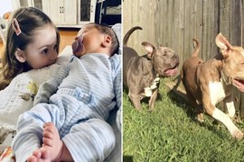 Hãi hùng chó pit bull cắn tử vong hai đứa trẻ