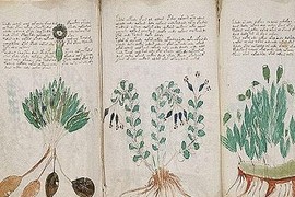 Bản thảo Voynich đánh đố nhân loại sắp được giải mã?