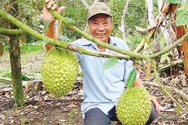 Lạ đời: Vườn cây ra trái “quá trời” mà nói không với thương lái