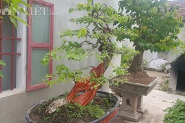 “Cụ” hoa giấy dáng “siêu phàm”, còi dí mà giá hơn 100 triệu ở Nam Định