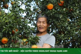 Những vườn cam bù chín mọng chờ Tết bung hàng