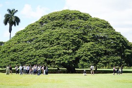 Độc đáo cây cổ thụ giúp Hawaii kiếm bộn tiền từ... Nhật Bản