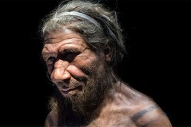 Giải mã bất ngờ: Người Neanderthals tuyệt chủng vì... săn bắt thỏ?