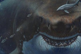 Quái vật tiêu diệt Megalodon đang bị loài đáng sợ hơn tàn sát