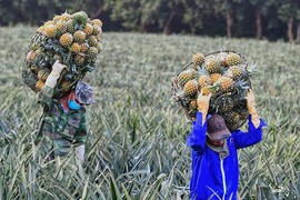 Sải bước ra thế giới, xuất khẩu rau quả tự tin lập kỷ lục mới