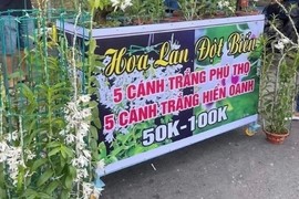 Mất hơn 4 tỷ đồng một tháng vì lan đột biến