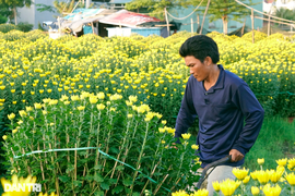 “Thà đập bỏ còn hơn bán rẻ” hoa Tết, lý do gây bất ngờ