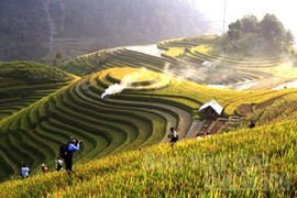 Ruộng bậc thang Mù Cang Chải đẹp mê hồn, giới trẻ “hò” nhau lên đường