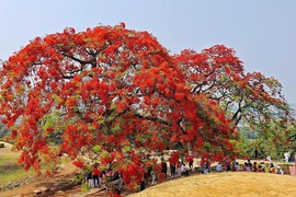 Mê mẩn cây phượng vĩ “thắp lửa” trên Đồi A1 Điện Biên Phủ  