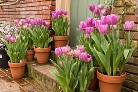 Cách chăm hoa tulip để nở rộ đúng dịp Tết Nguyên đán