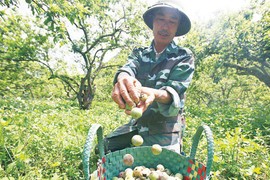 “Thủ phủ” vùng mận mất mùa nghiêm trọng, dân Mộc Châu buồn thiu 