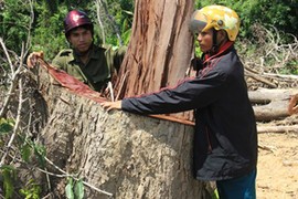 Loạt ảnh đau lòng về đốn hạ gỗ quý ở Quảng Ngãi