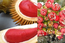 Thích thú sầu riêng ruột đỏ giá 130.000 đồng/kg