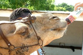 Những sự thật giật mình về ông lớn Coca Cola