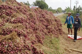 Thảm cảnh ế ẩm của đặc sản hành tím Vĩnh Châu 