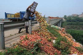 Xem Trung Quốc đổ bỏ hàng tấn đào giá bèo