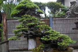 Ngắm những tuyệt tác bonsai của nghệ nhân Nhật Bản