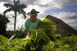 Thuốc lá Cuba nổi tiếng được sản xuất ra sao?