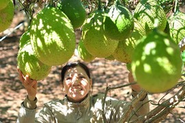 Làm giàu bất ngờ với vườn gấc trên núi đá ong