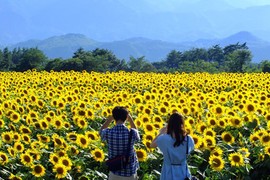 Những cánh đồng hoa hút khách thu bạc tỷ ở VN