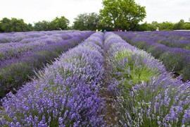  Mê mẩn giữa cánh đồng hoa tại lễ hội Lavender 