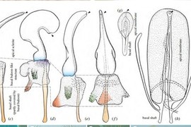 Thế giới hang động kỳ lạ nơi nữ giới có… “cậu nhỏ“