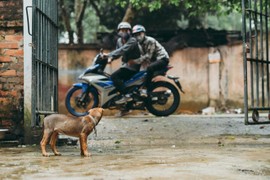 Video: Kẻ trộm dùng súng điện bắt chó 