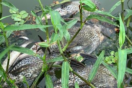 Nước biến thành màu đen làm cá chết hàng loạt trên sông