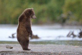 Tại sao gấu nâu vùng Kamchatka của Nga lại rất hiền?