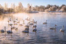 Vẻ đẹp mê hoặc của Hồ thiên nga ở Siberia