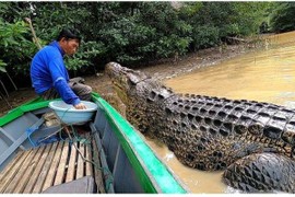 Kỳ lạ ngư dân Indonesia  kết thân với cá sấu dài 4 mét