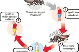 6 sai lầm “chết người” về bệnh sốt xuất huyết