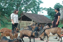 Dân kêu cứu đoàn ĐB Quốc hội vì "dê tặc" lộng hành