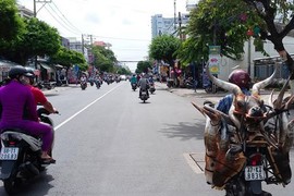 Rộ bán đầu linh dương để “trừ tà” 