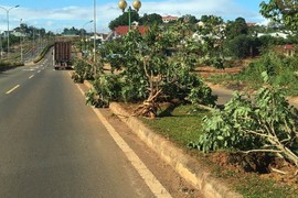 Bi hài vung tiền tỷ trồng cây độc rồi lại... tiêu diệt ở Đắk Nông