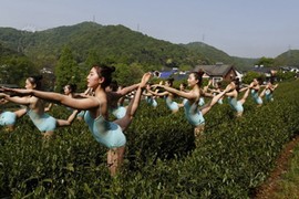 Dàn thiếu nữ mặc đồ mỏng manh múa Ballet trên đồi chè bị “ném đá“