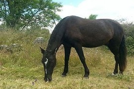 Dân Venezuela đột nhập vườn thú giết ngựa quý ăn chống đói