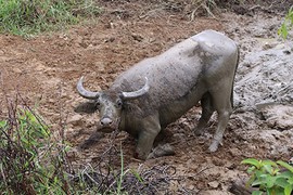 Thợ săn bắt trâu mẹ trong đàn trâu dữ tấn công người