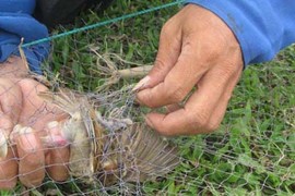 Hàng ngàn chim trời lên bàn nhậu vì... máy cát-sét