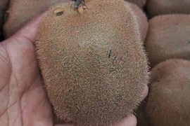 Hớ nặng vì kiwi Trung Quốc 25 ngàn bán 170 ngàn/kg