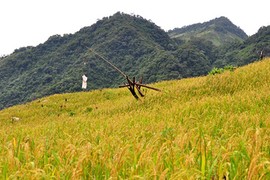 Vẻ đẹp hoang sơ hút hồn ở dãy núi cao nhất Quảng Ngãi