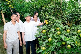 Gặp ông chủ vườn cam Vinh, Đà Lạt “ép đá nở hoa“