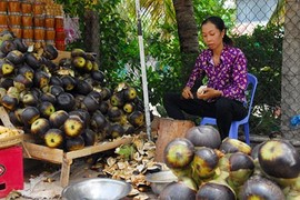 Về vùng Bảy Núi đúng vào mùa nấu đường thốt nốt