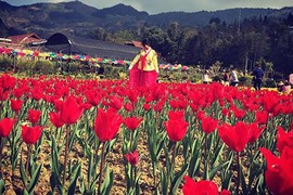 Giới trẻ phát sốt với cánh đồng hoa tulip ở Lào Cai