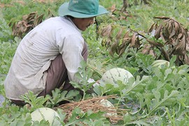 Quảng Ngãi: Mới đầu vụ nhưng ớt và dưa hấu đã "ngắc ngoải"