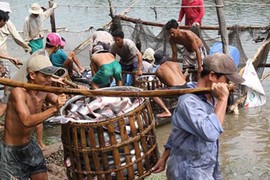 “Thương lái Trung Quốc xúi dân bỏ rau câu vào tôm“