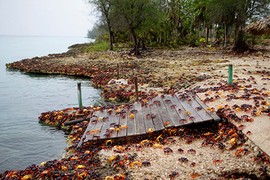 “Binh đoàn” cua ba màu xâm lăng vịnh Con Lợn ở Cuba